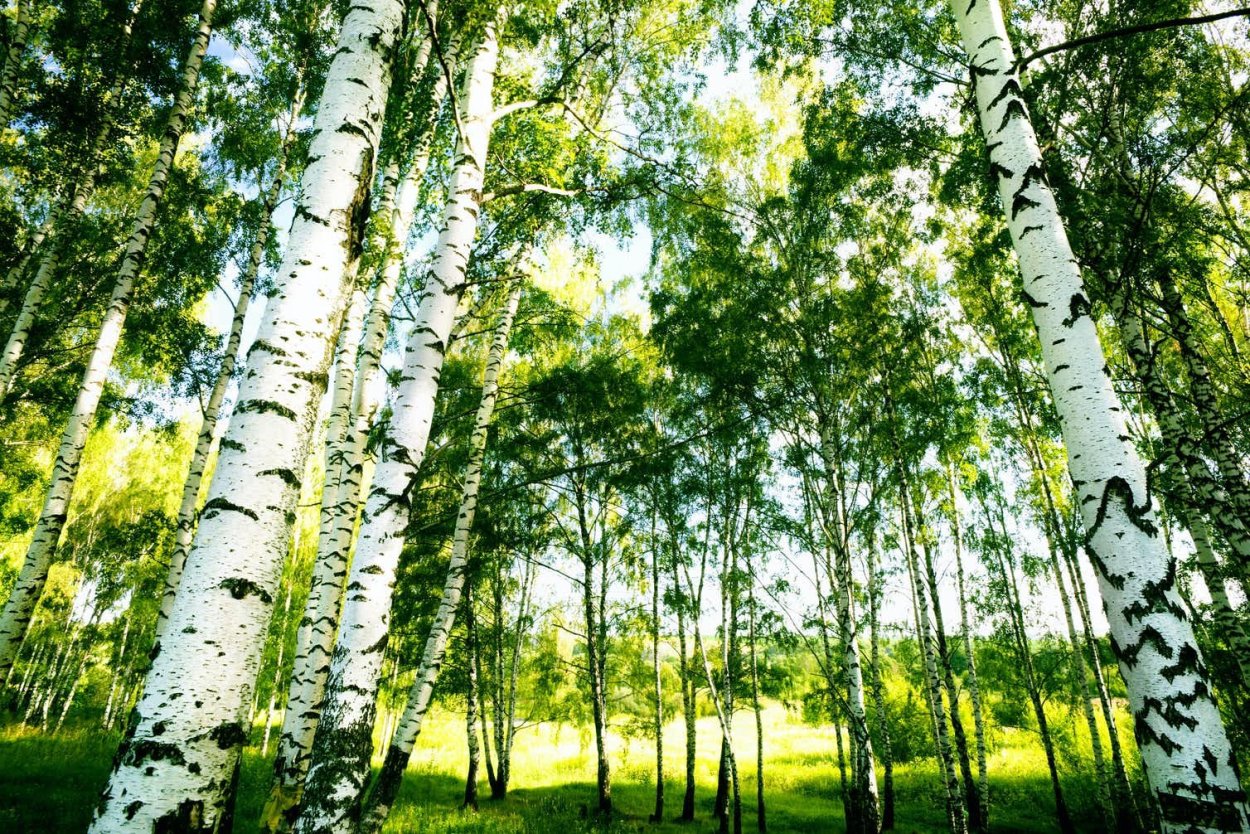 Береза плосколистная