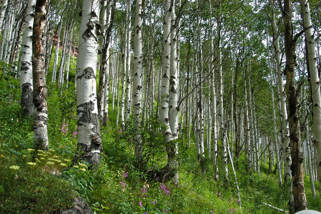 Осинно белоберезовые леса Камчатки