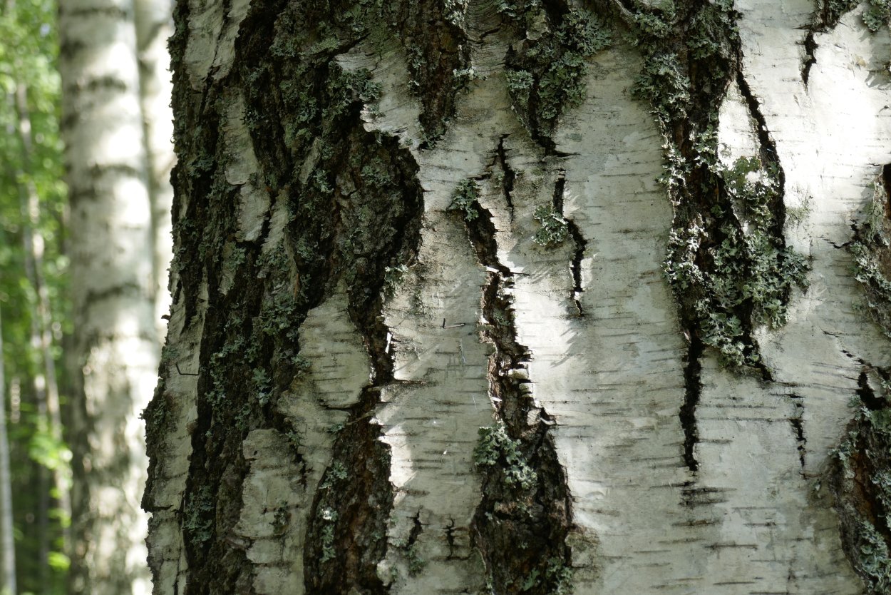 Кора березы