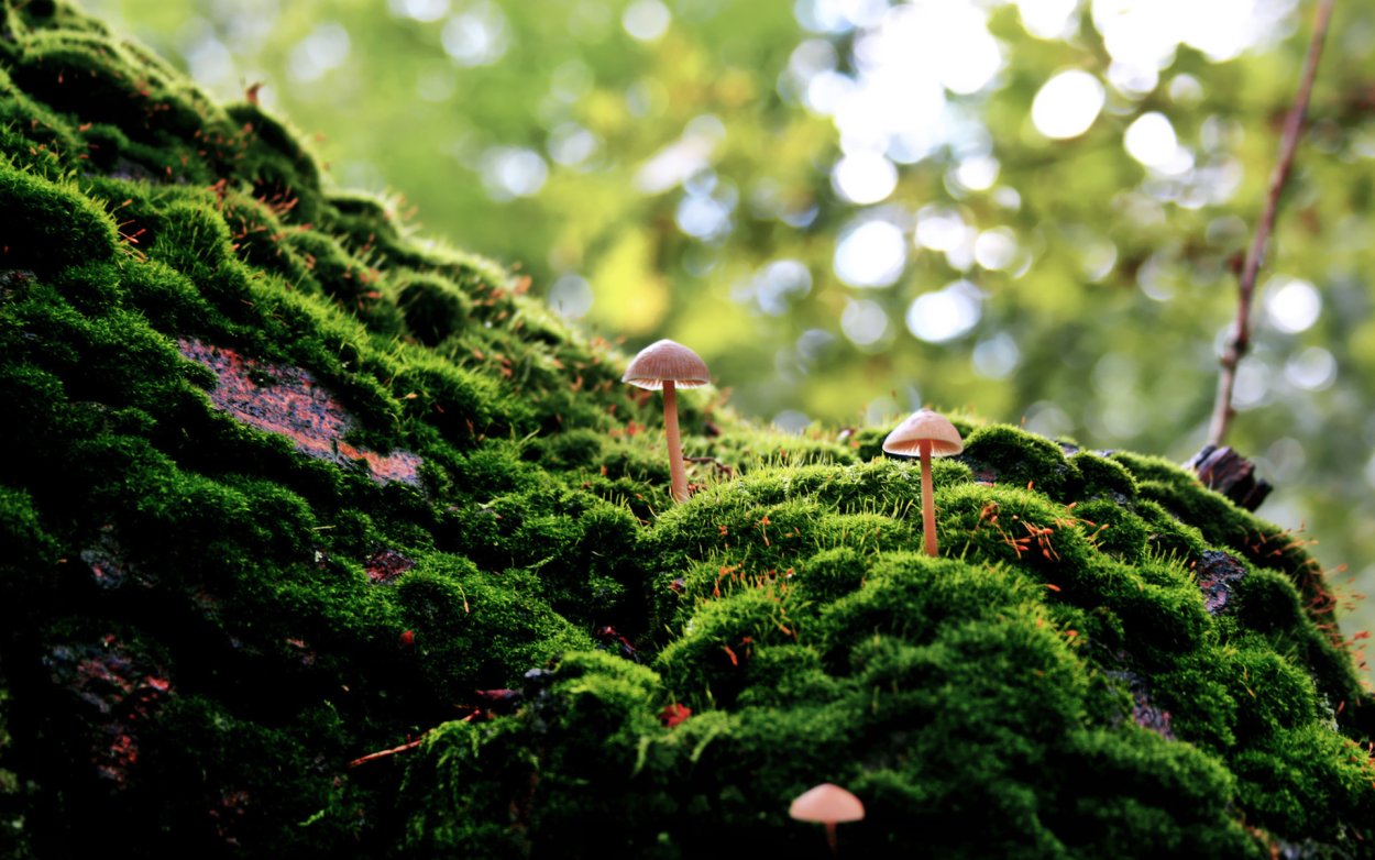 Грибы fungi
