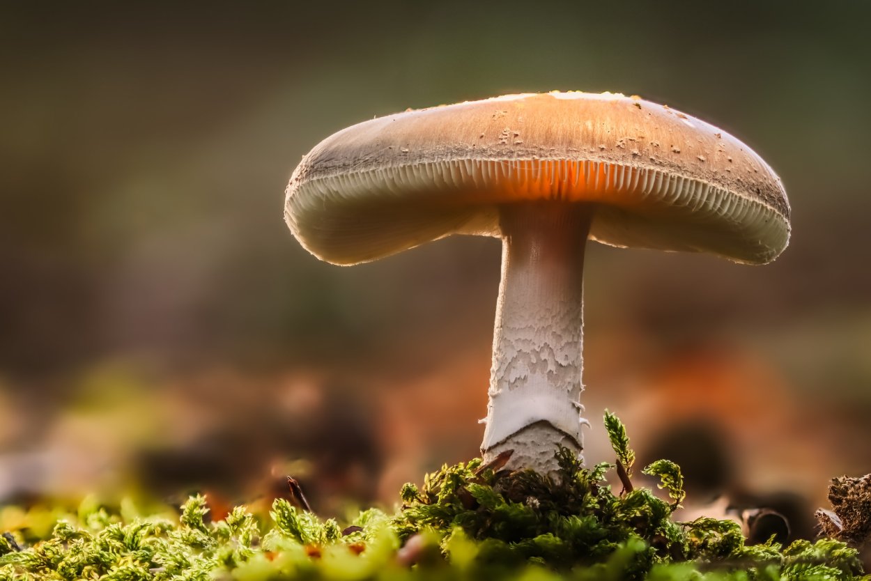 Красивая природа с грибами