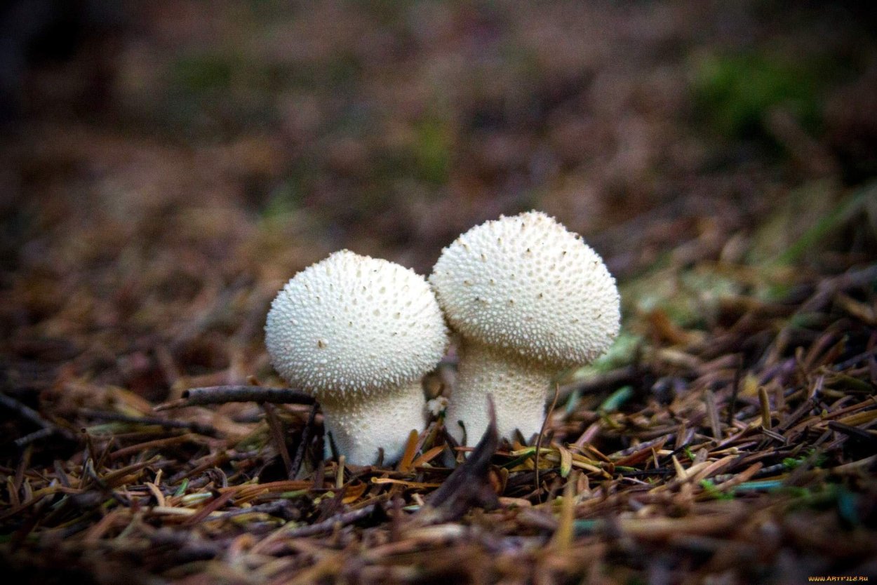 Psilocybe medullosa