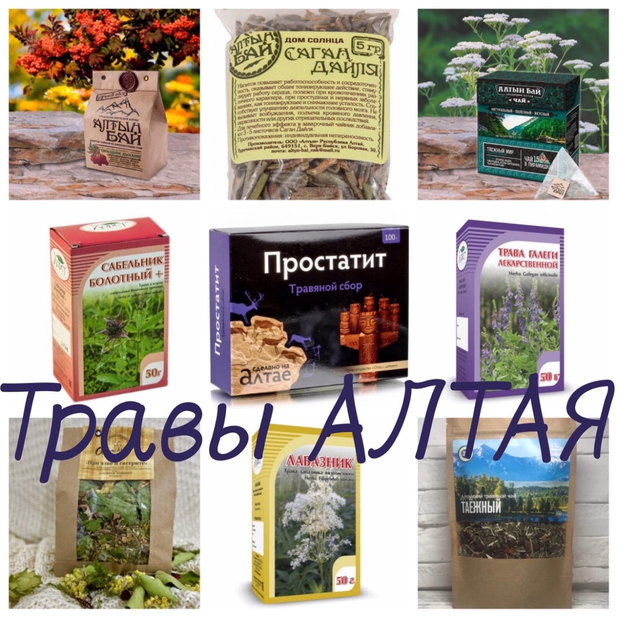 Бийск травы Алтая сборы