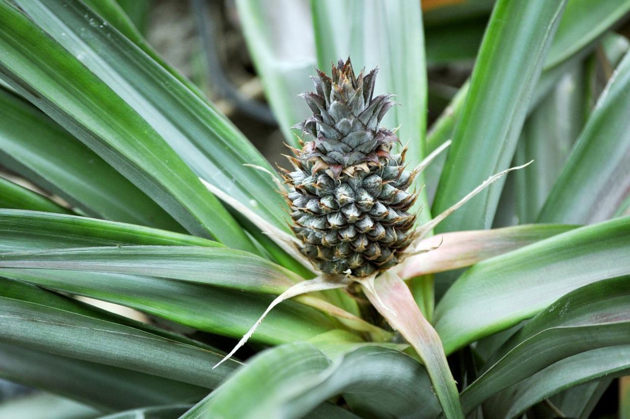 Ananas comosus цветение