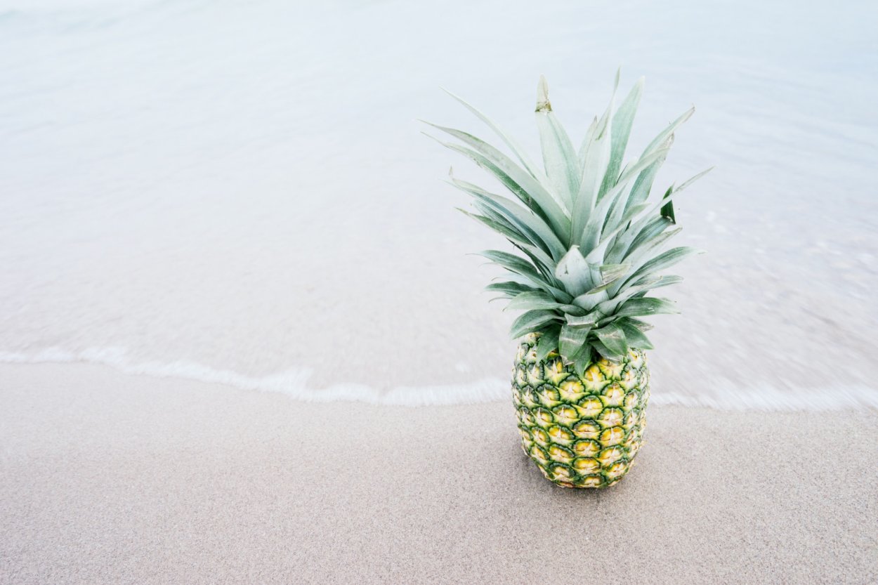Пальма ананас - ananas d12 h30