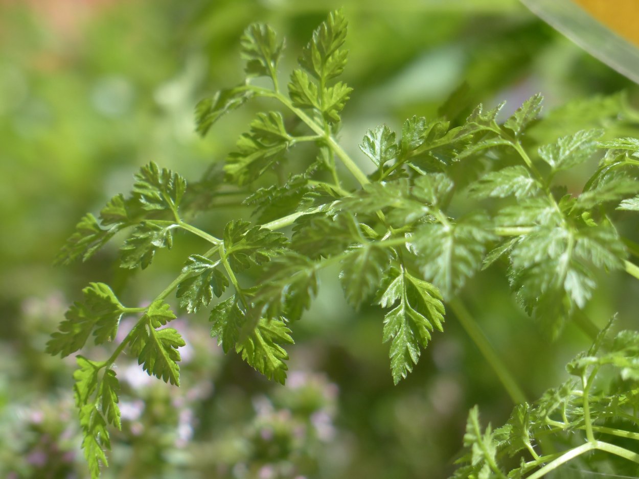 Кервель ажурный ( Anthriscus cerefolium)