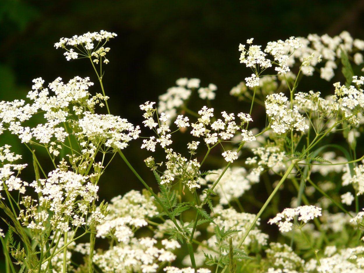 Кервель ажурный ( Anthriscus cerefolium)