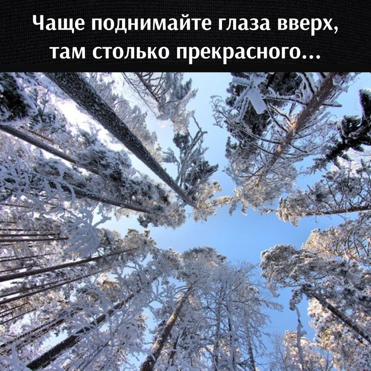 Верхушки деревьев зима