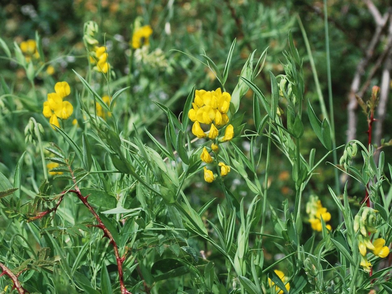 Чина Луговая (Lathyrus pratensis)