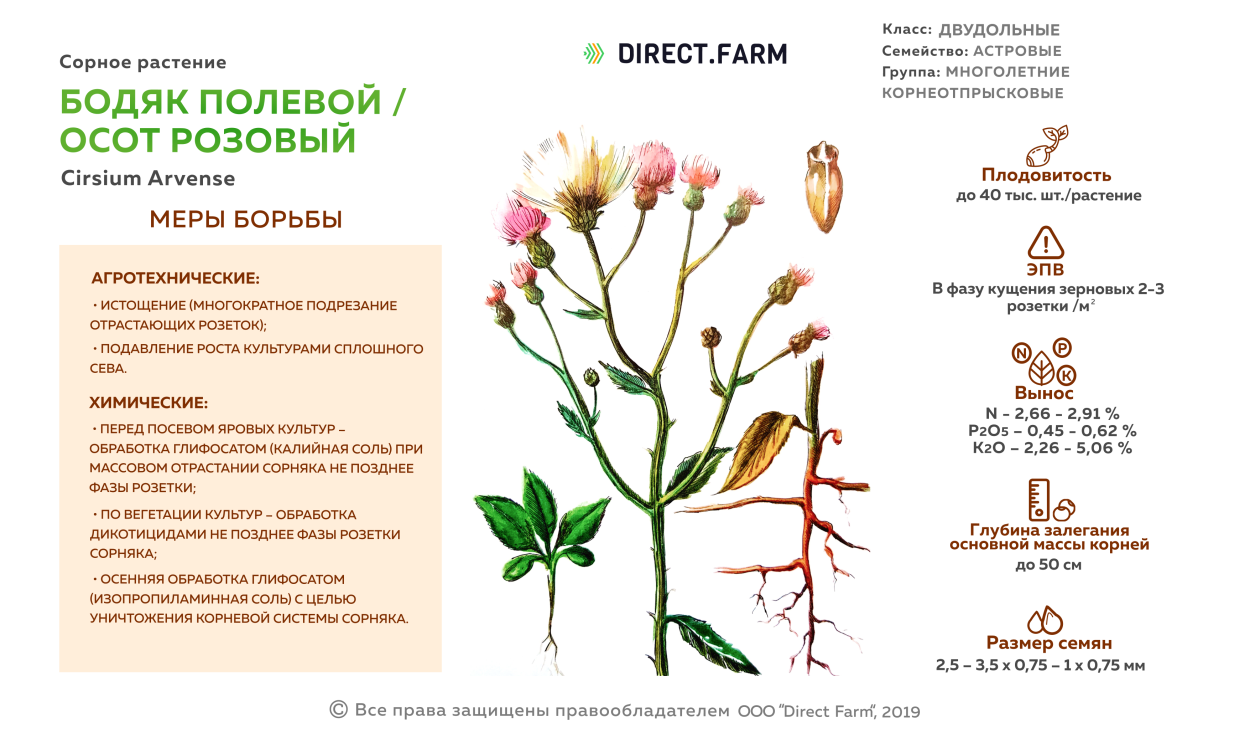 Бодяк полевой фазы развития