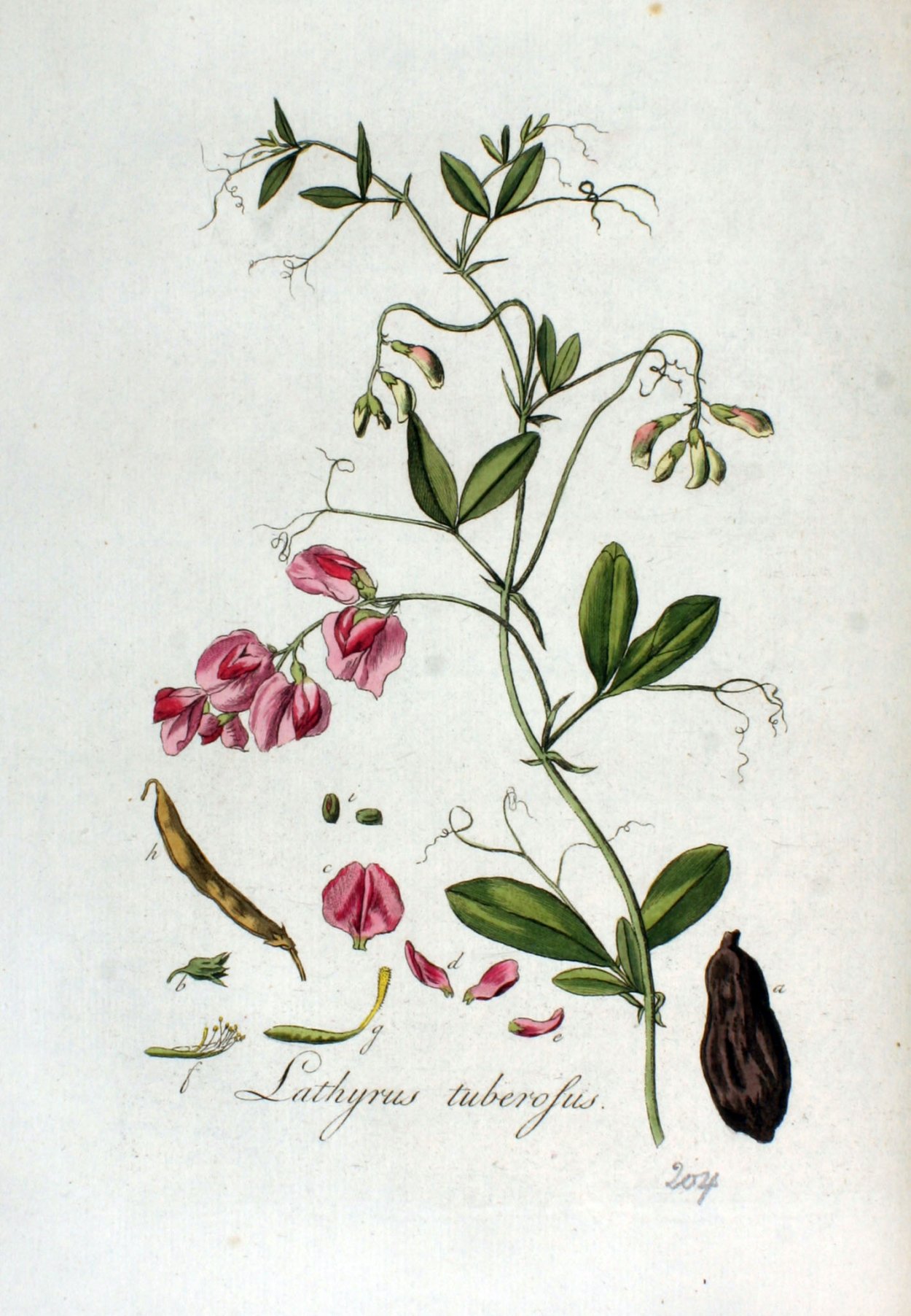 Чина клубневая