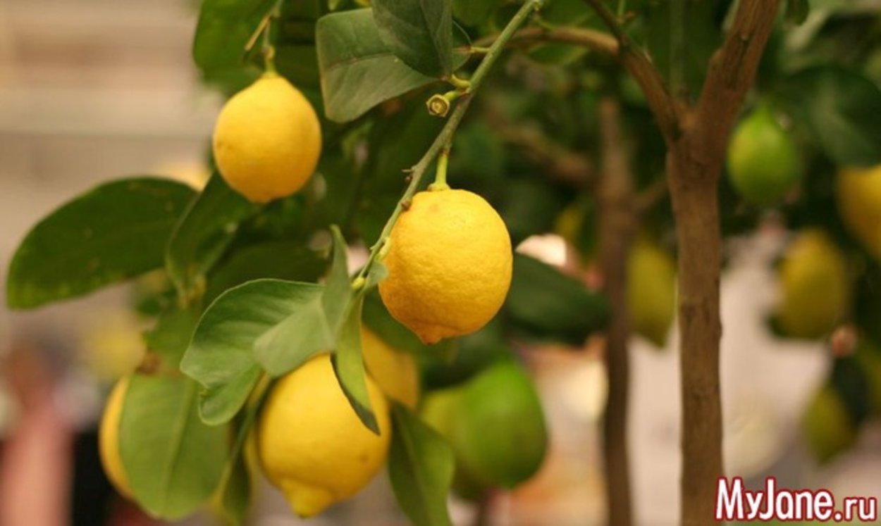 Лимон на подоконнике