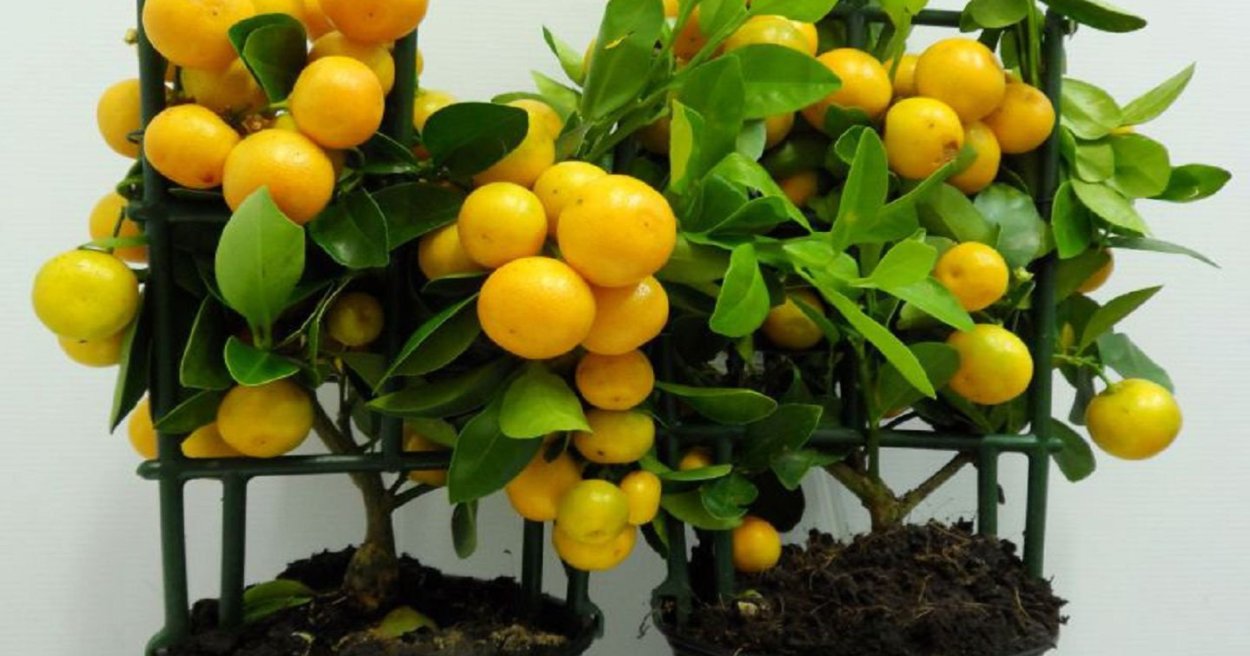 Цитрофортунелла бонсай