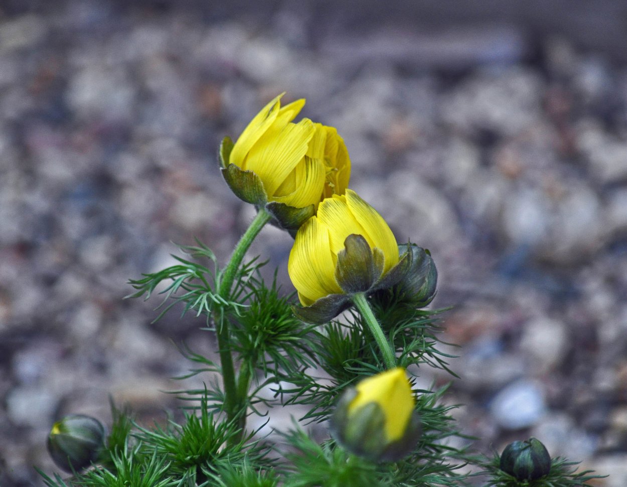 Лютиковые Ranunculaceae