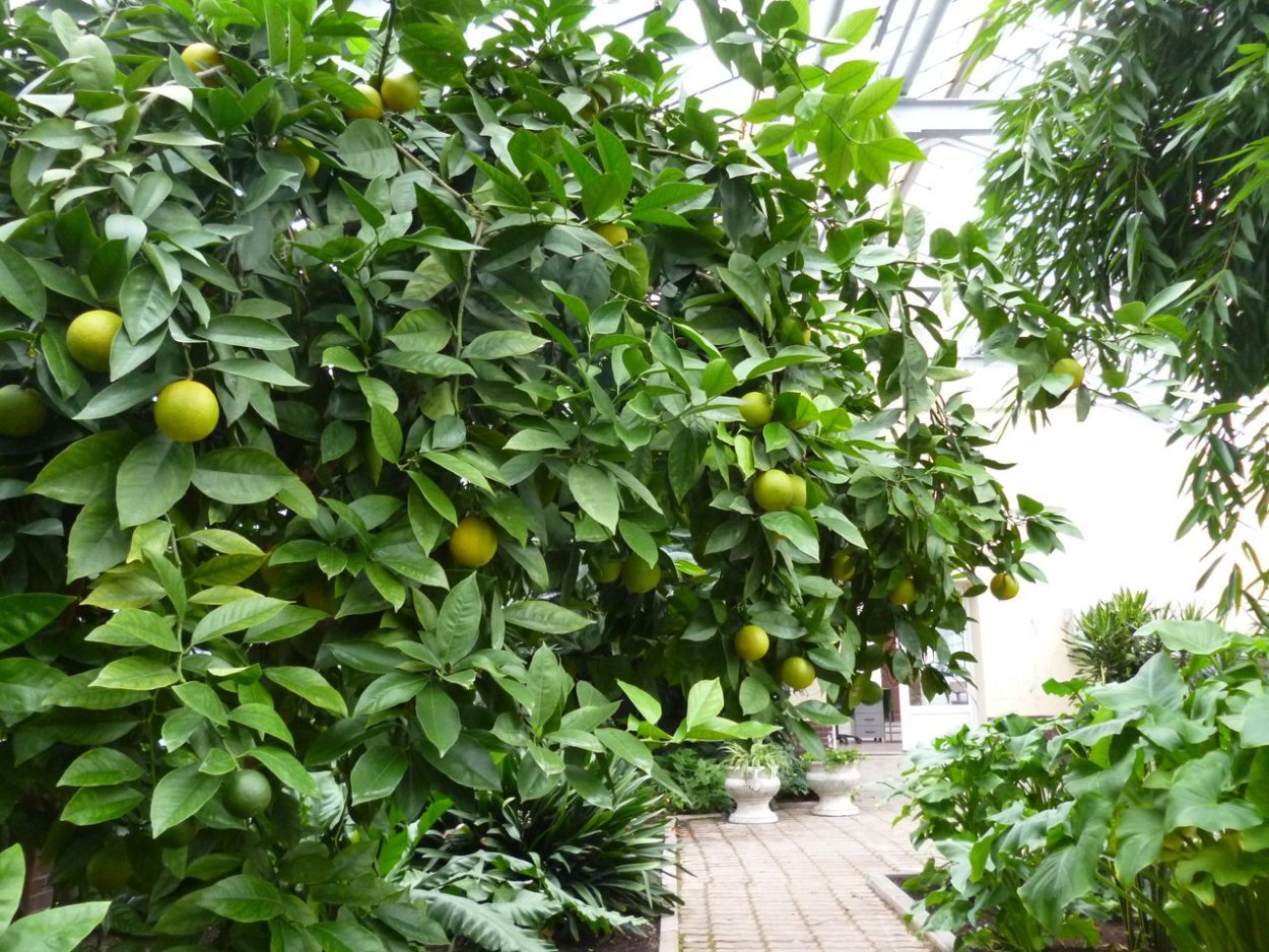 Лимонные деревья в СПБ
