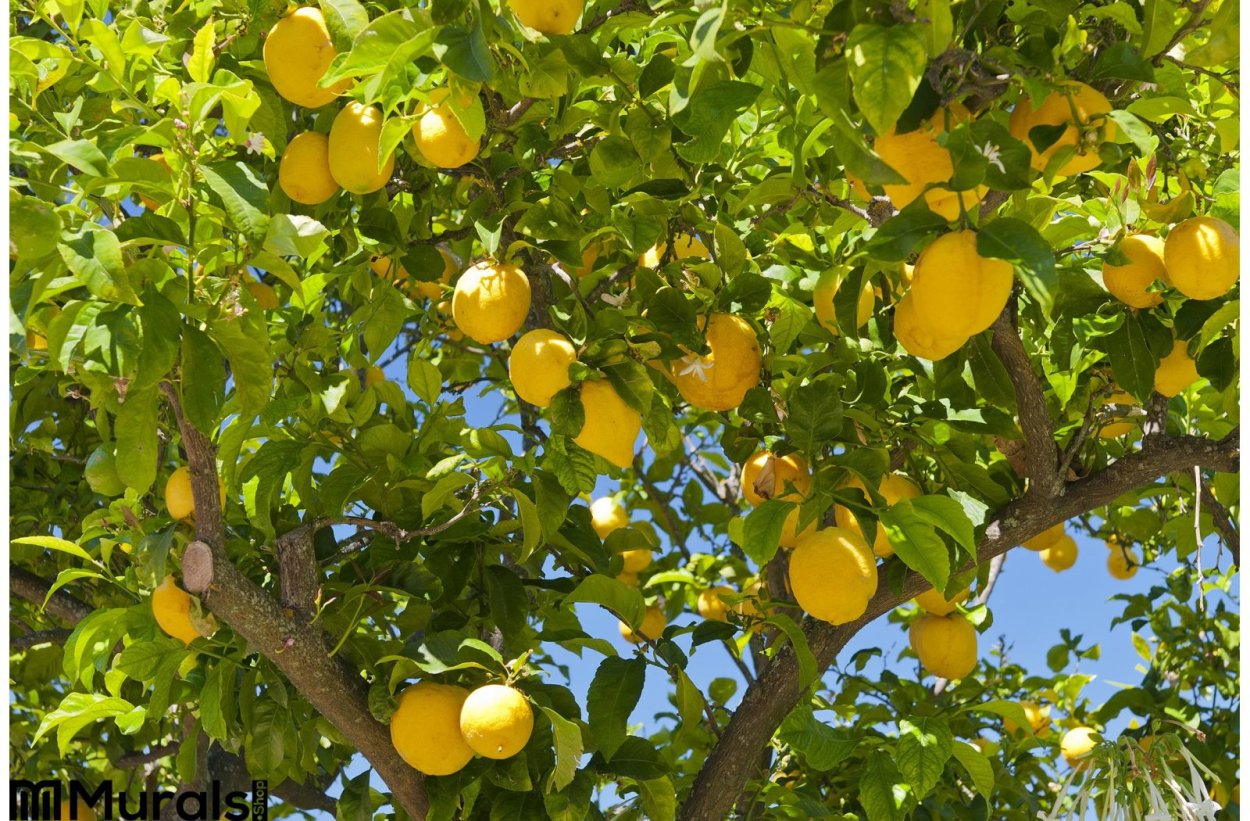 Лимон дарахти
