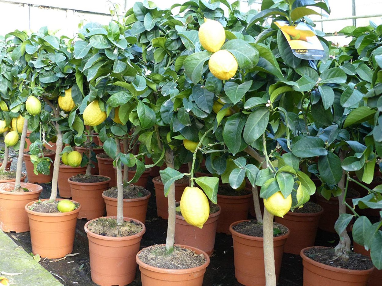 Lemon Tree aesthetic
