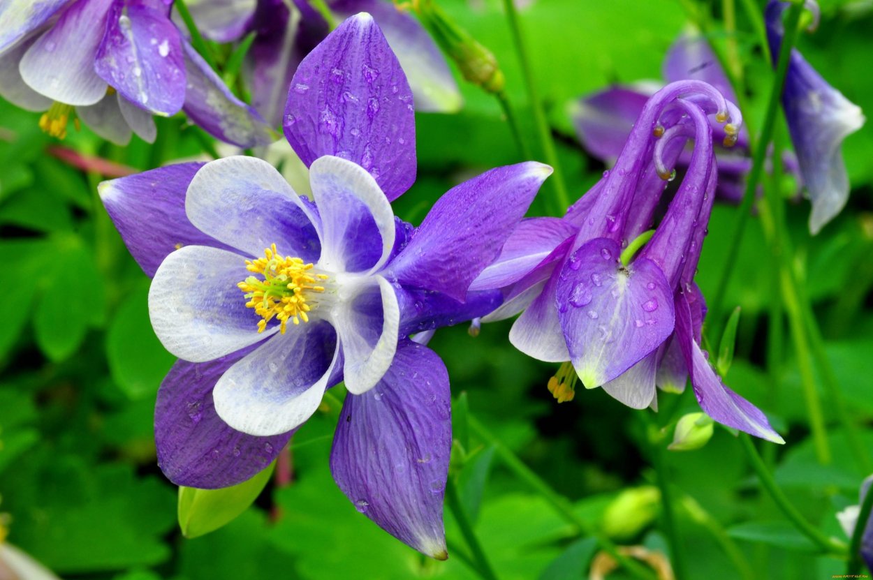 Ranunculus Acris Лютик едкий