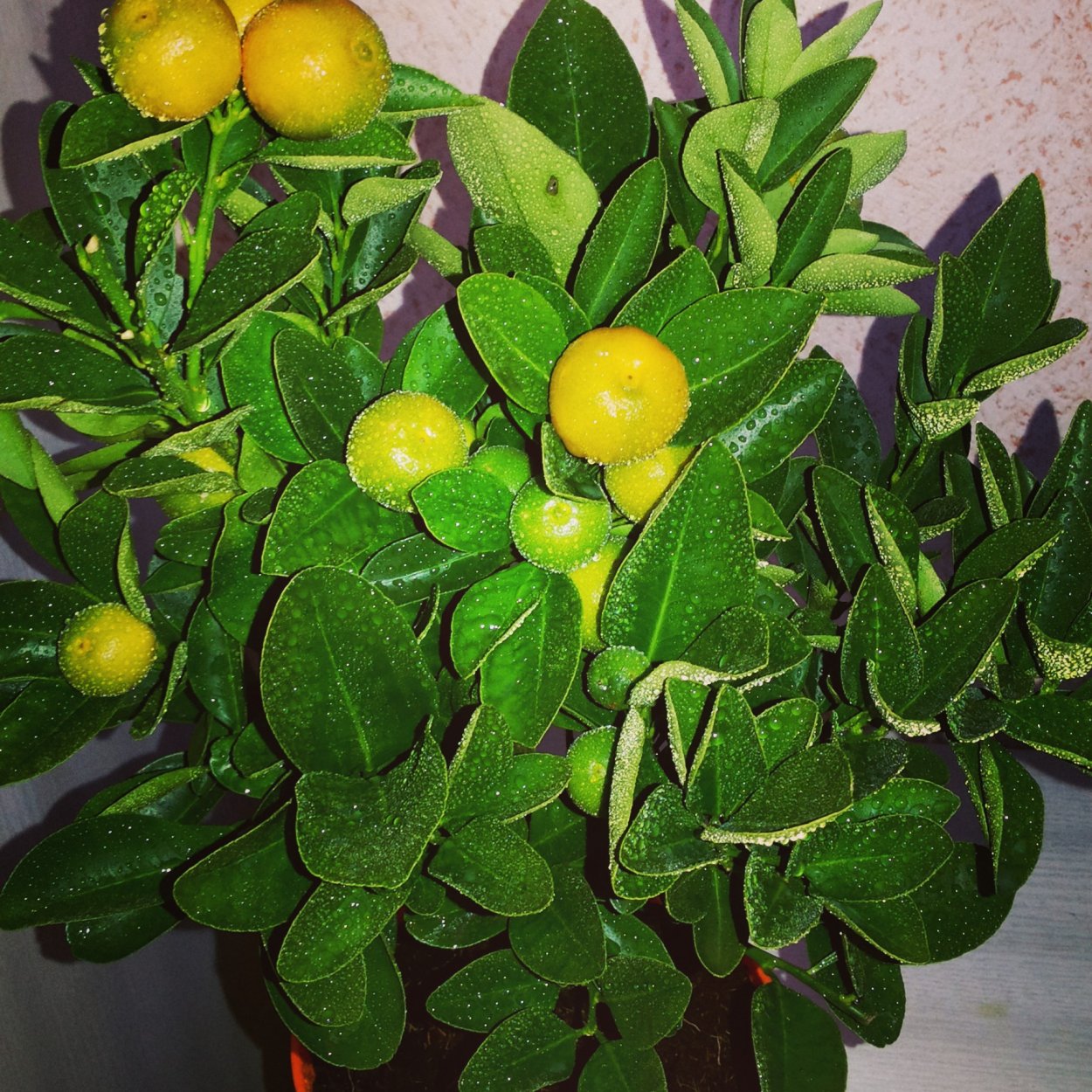 Декоративный лимон