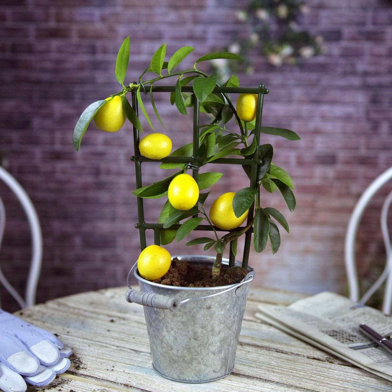 Лимонное дерево комнатное растение