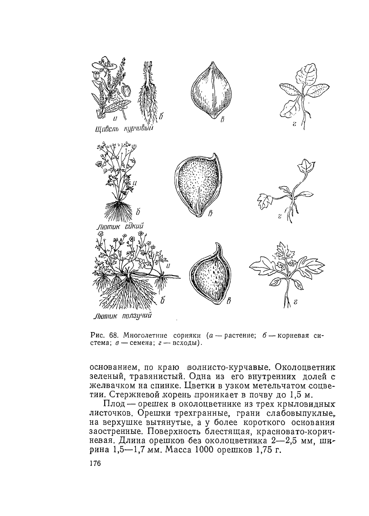 Ветреница лютиковая первоцвет