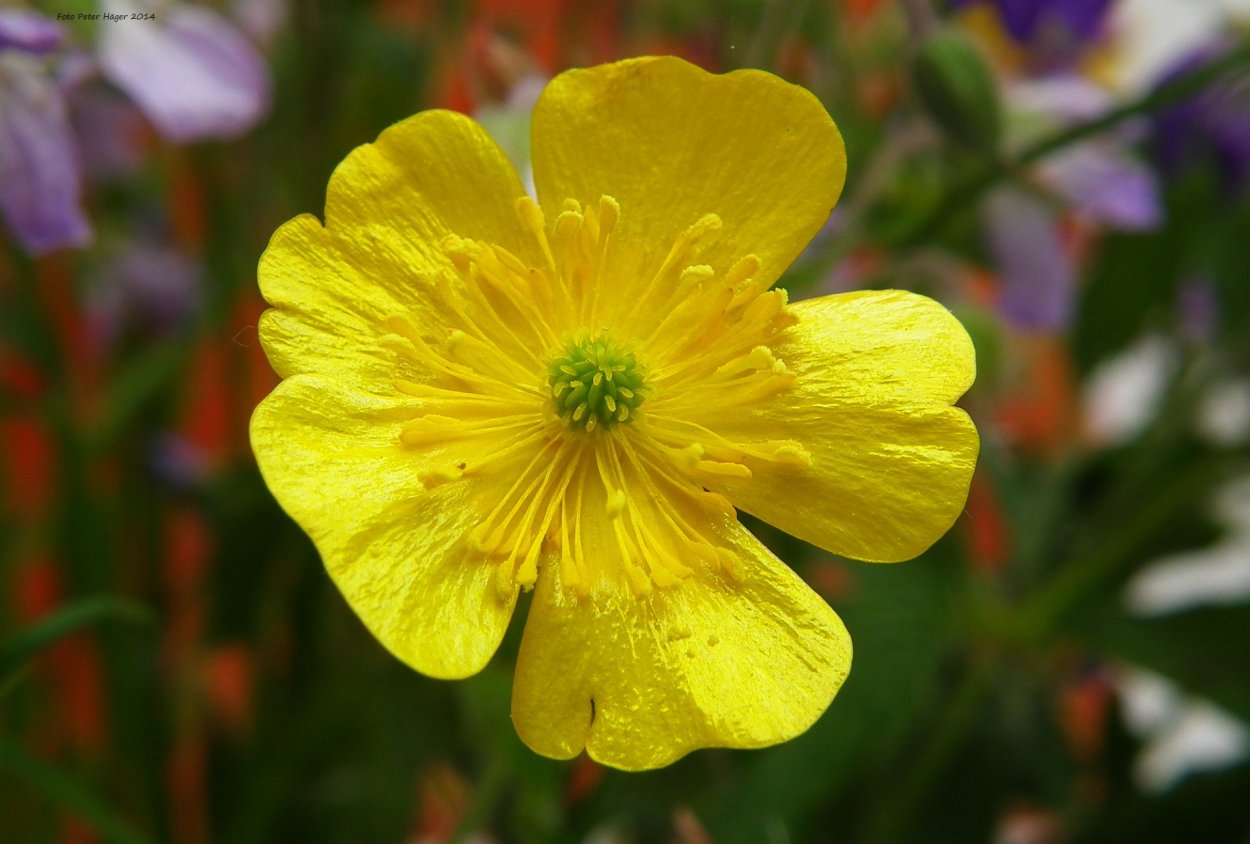 Купальница европейская (Trollius europaeus)