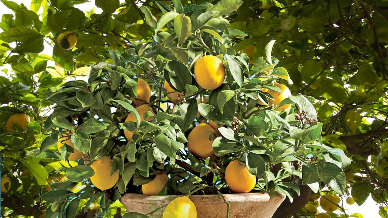 Лимонное дерево Лидия