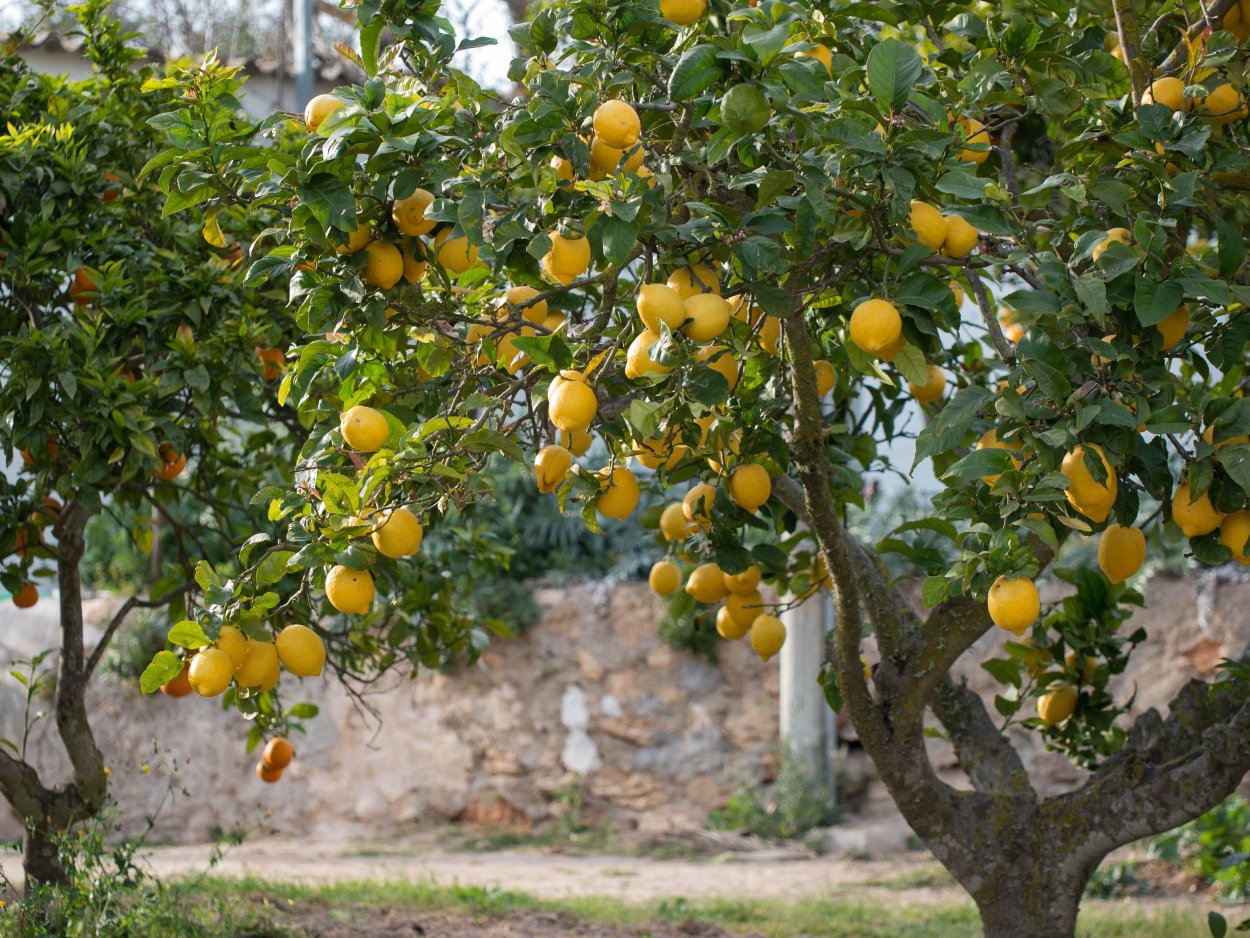 Лимонное дерево Астара