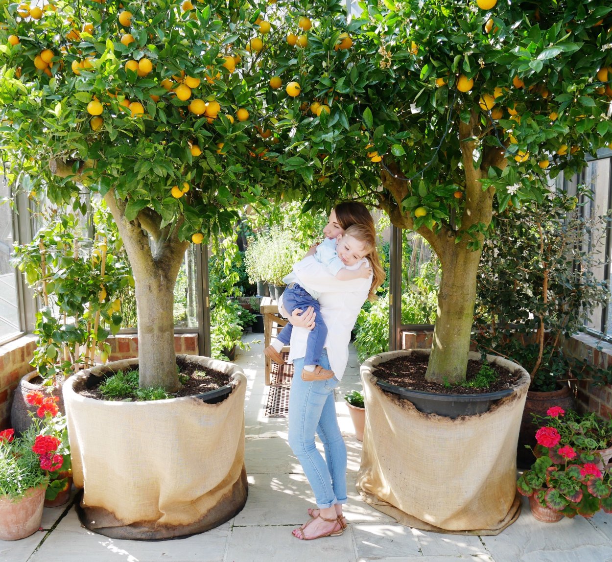 Карликовое лимонное дерево