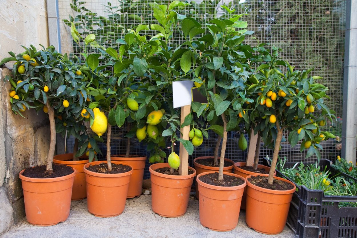 Lemon Tree (лимонное дерево)