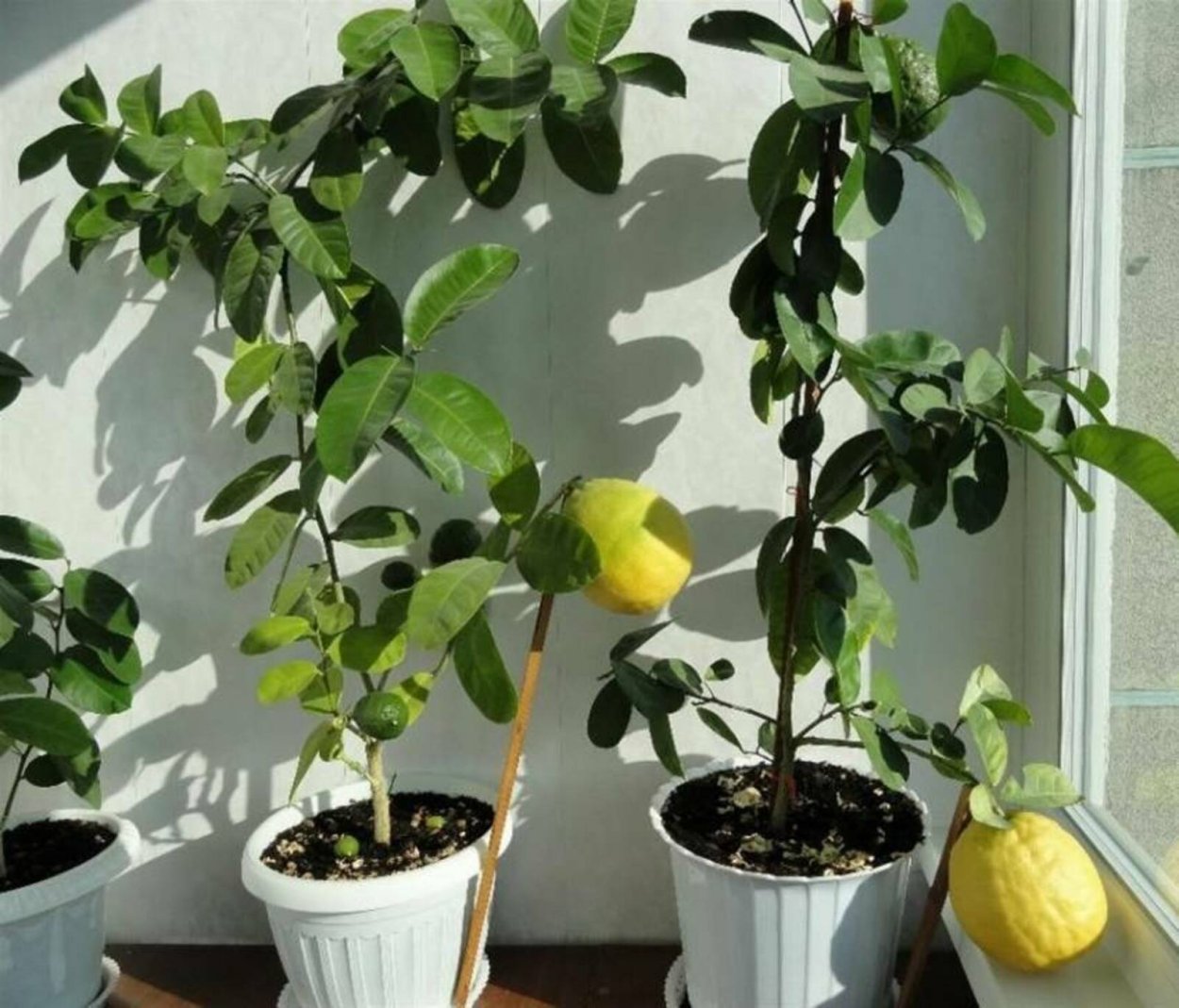 Лимон Пандероза