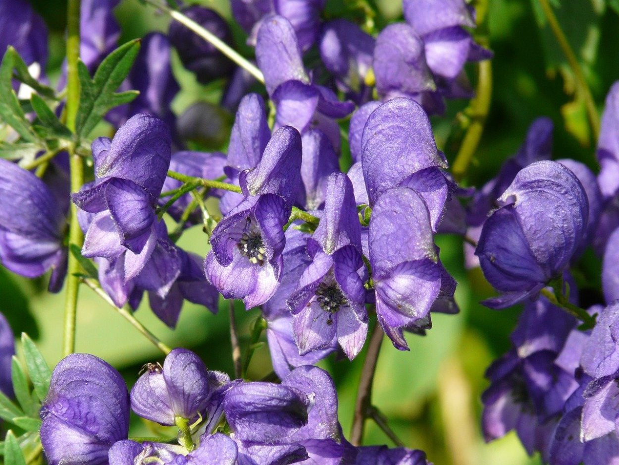 Лютик золотистый Ranunculus auricomus