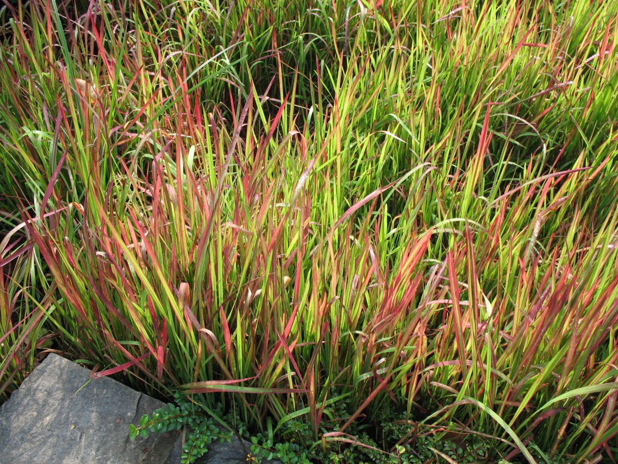Andropogon gerardii