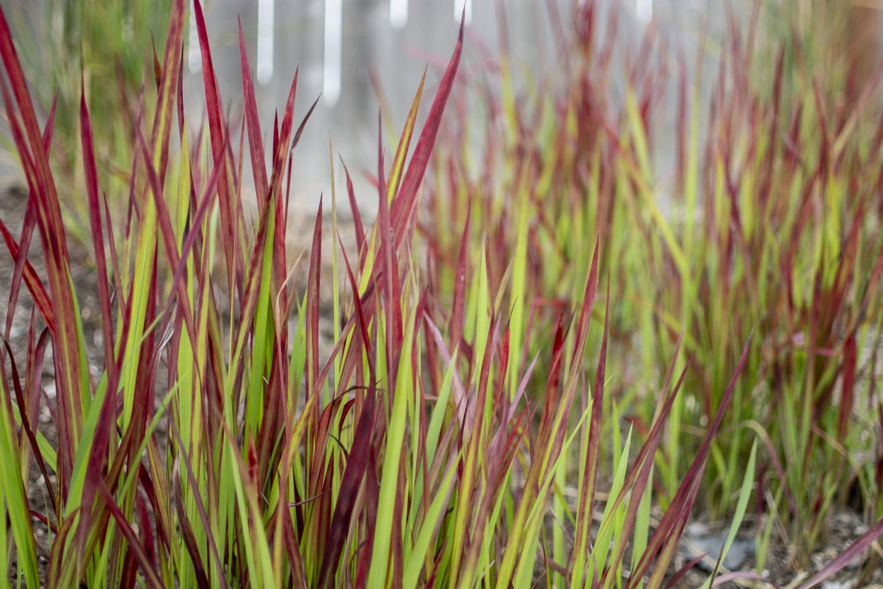 Императа цилиндрическая (Imperata cylindrica 'Red Baron')