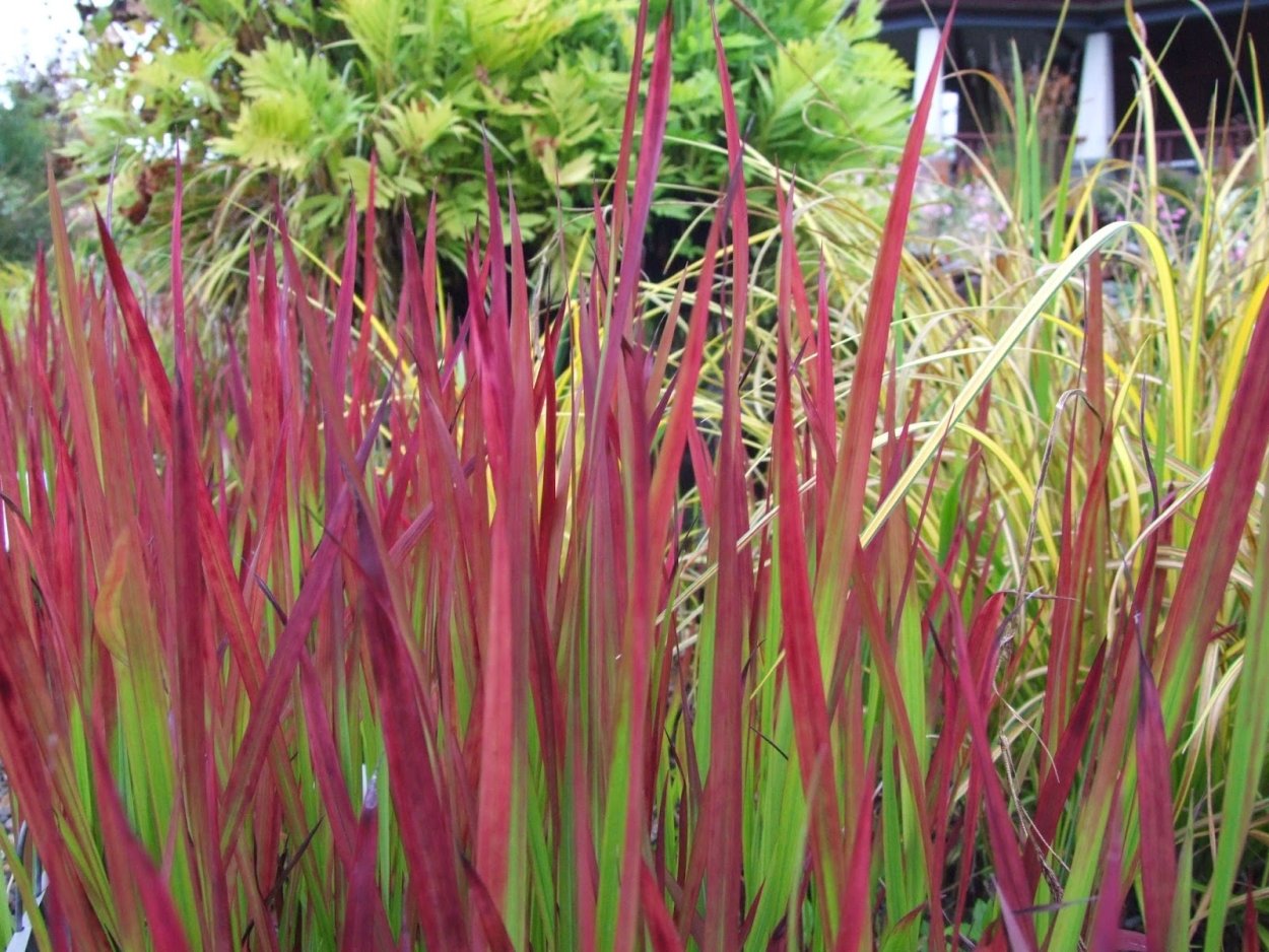 Императа Imperata glauca 14/20