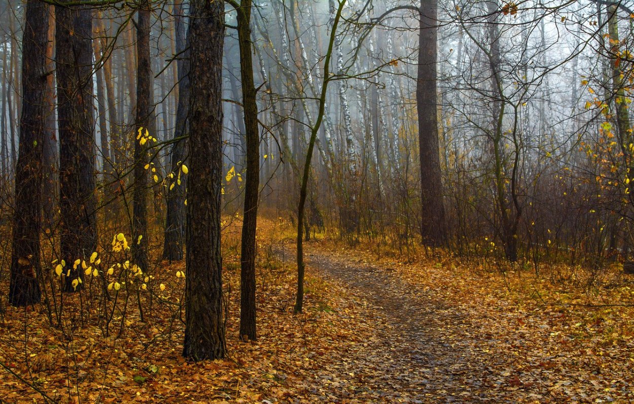Поздняя осень в лесу