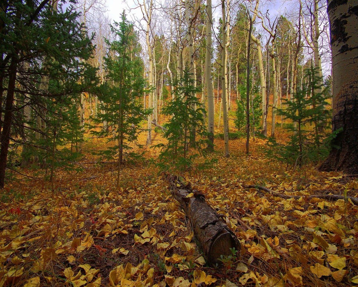Осень в парке