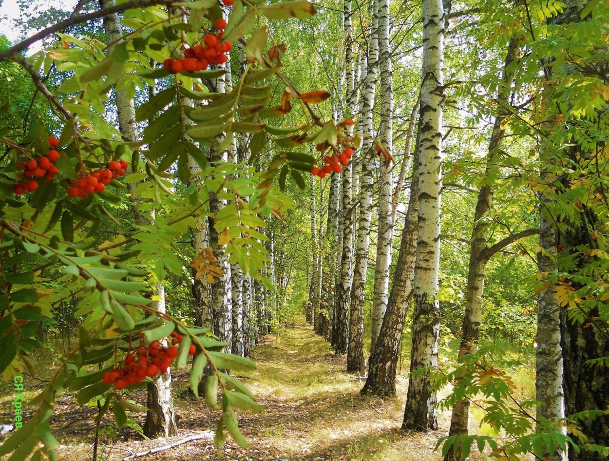 Осенний еловый лес