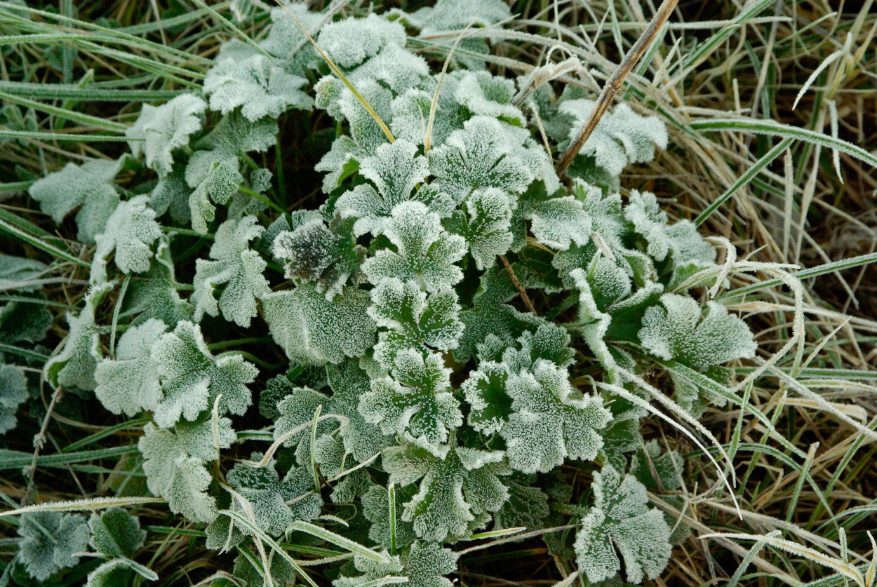 Pericote Frost