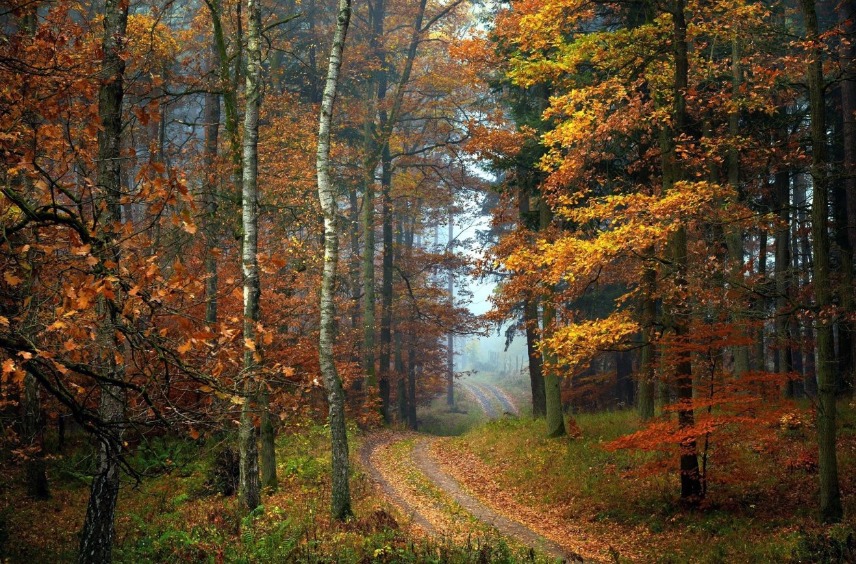 Кустарники осенью