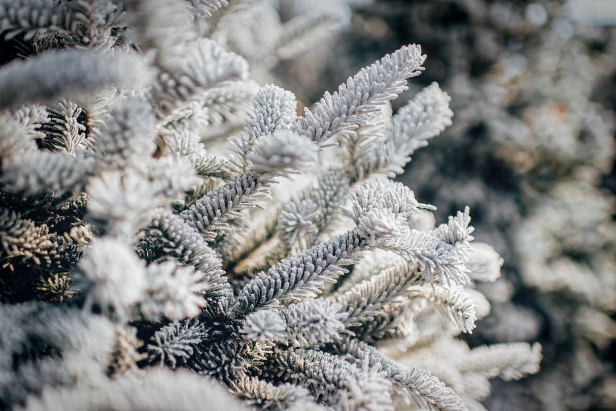 Пихта Фрости (Frosty)