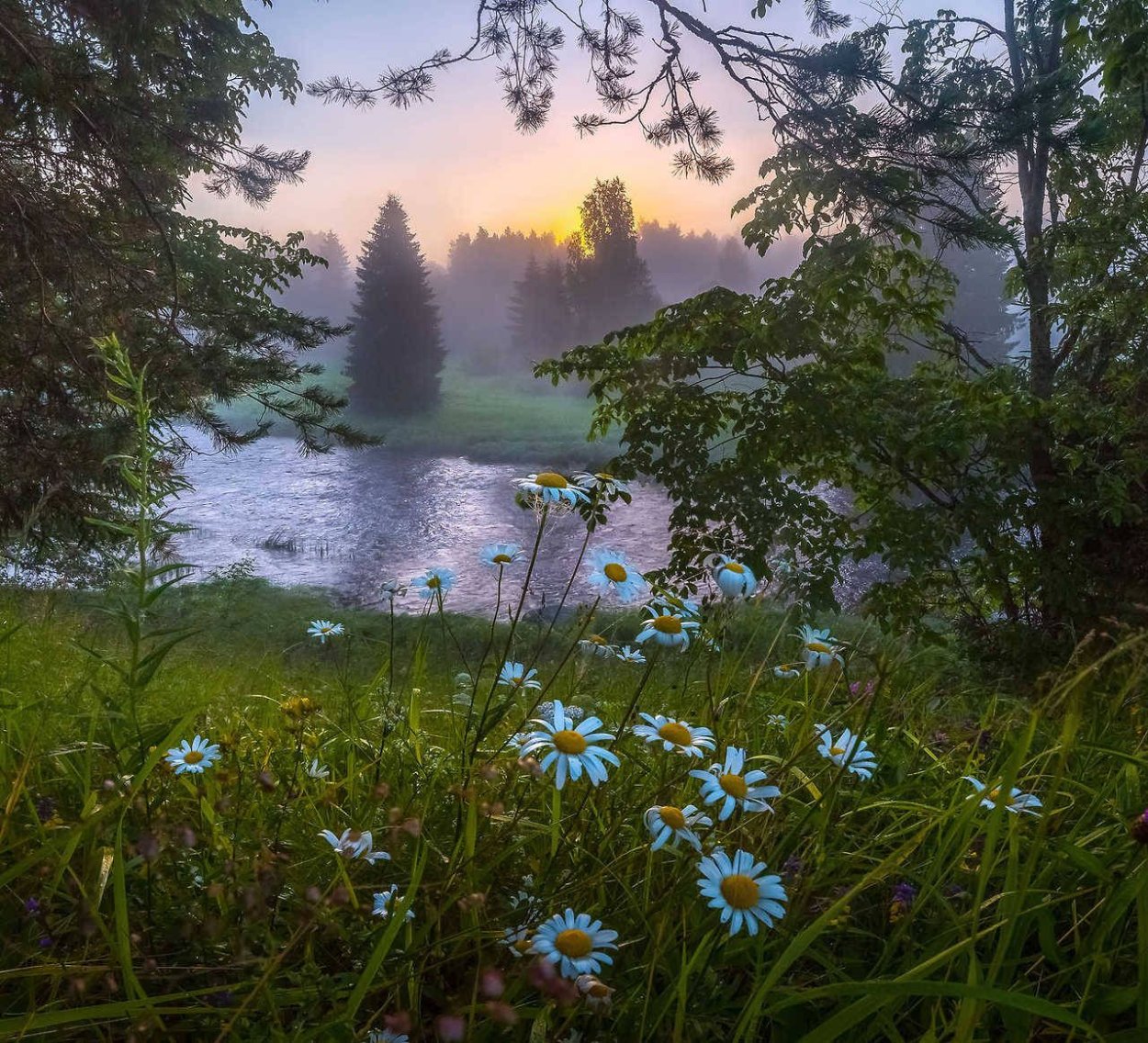 Фотограф: фёдор Лашков ромашки