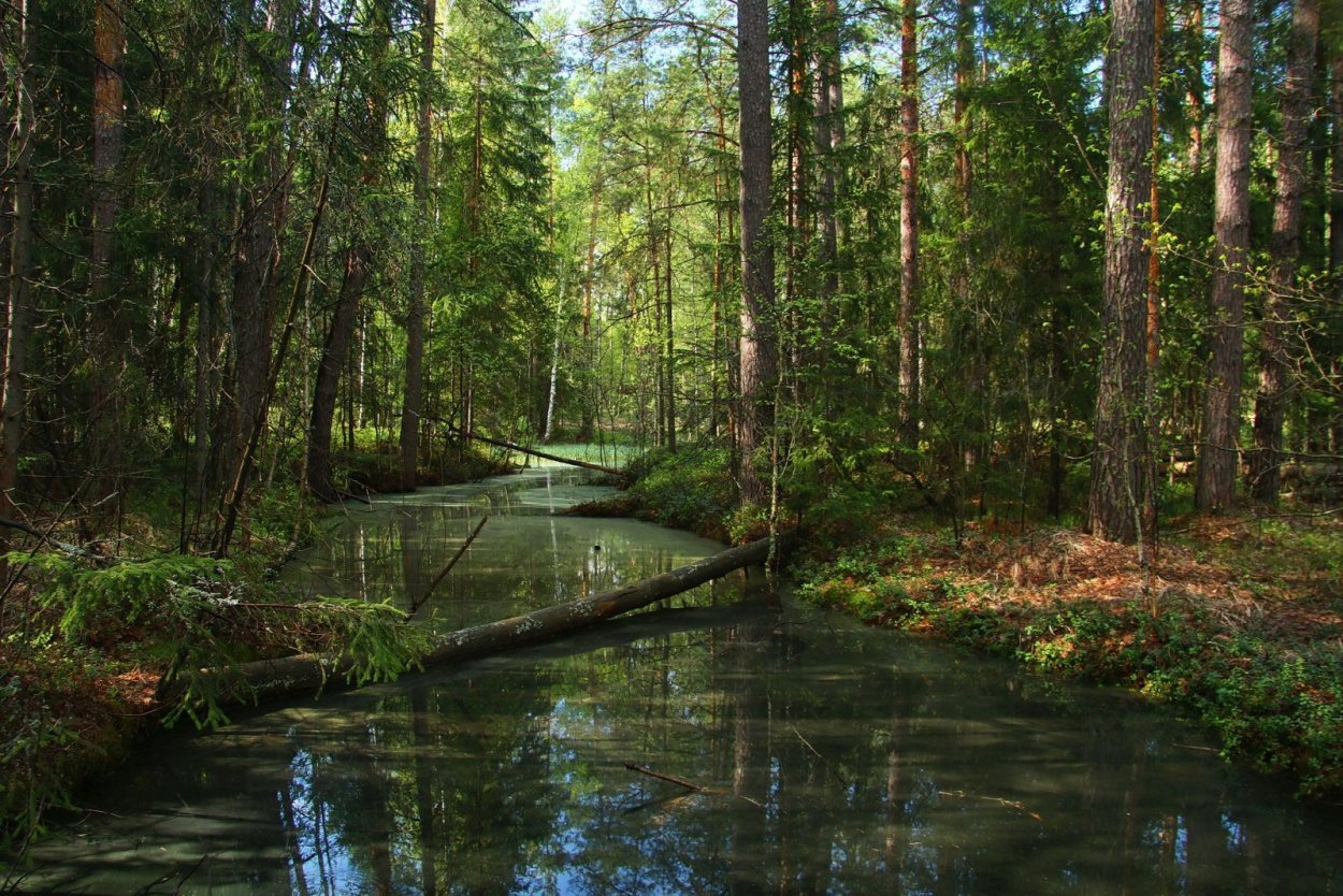 Мещерский лес Рязань