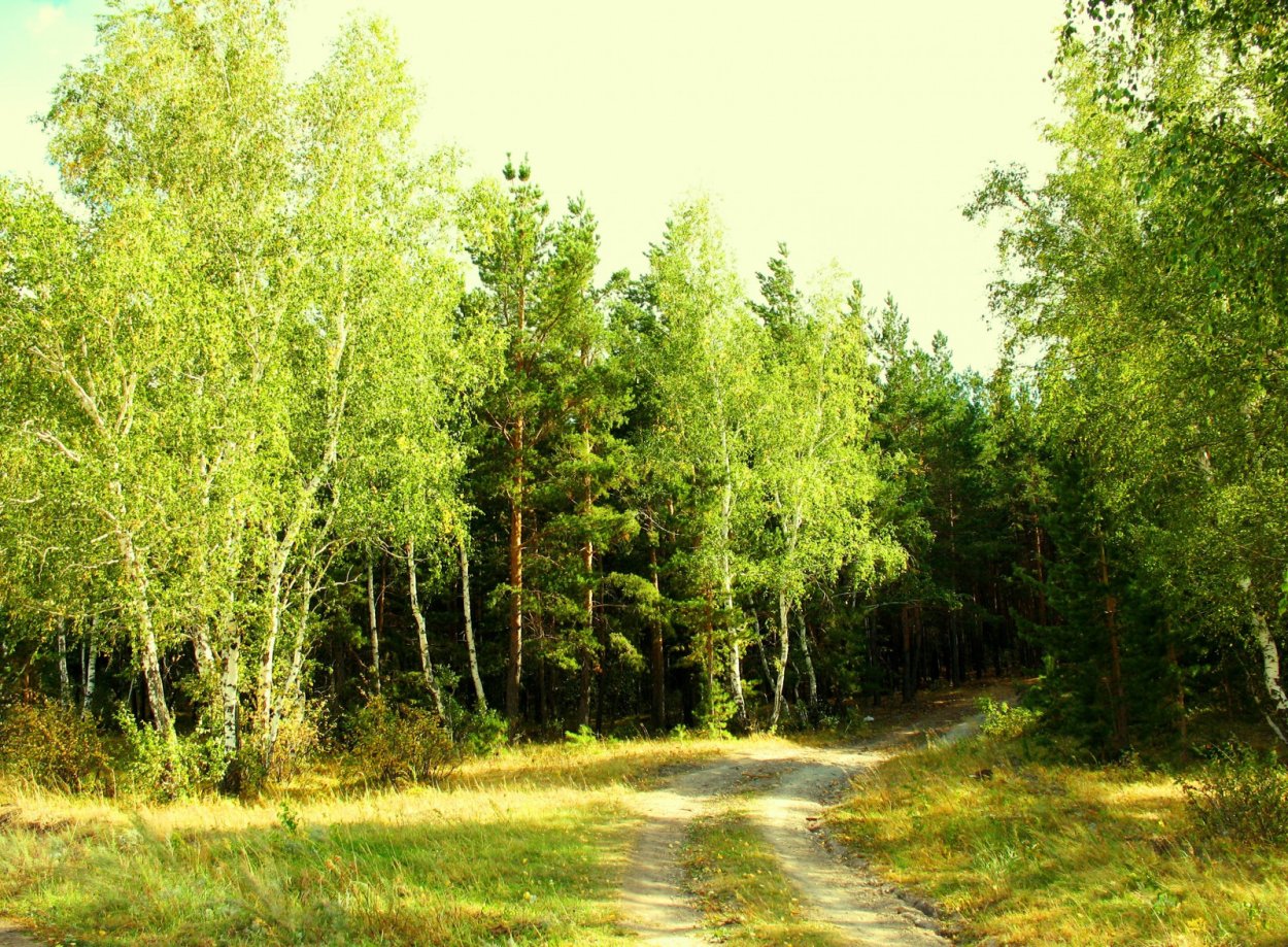 Береща. Опушка леса Левитан