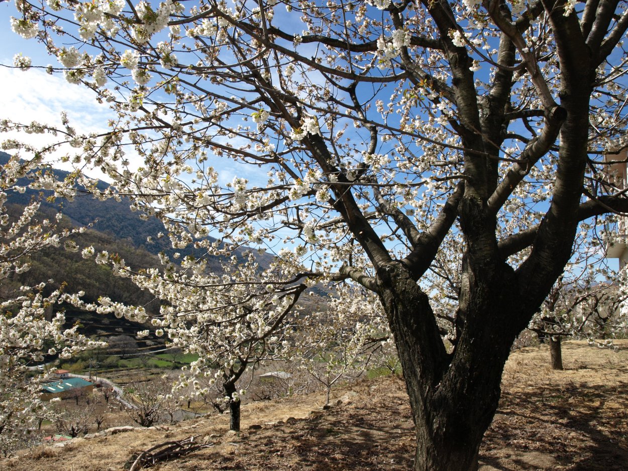 Старое абрикосовое дерево