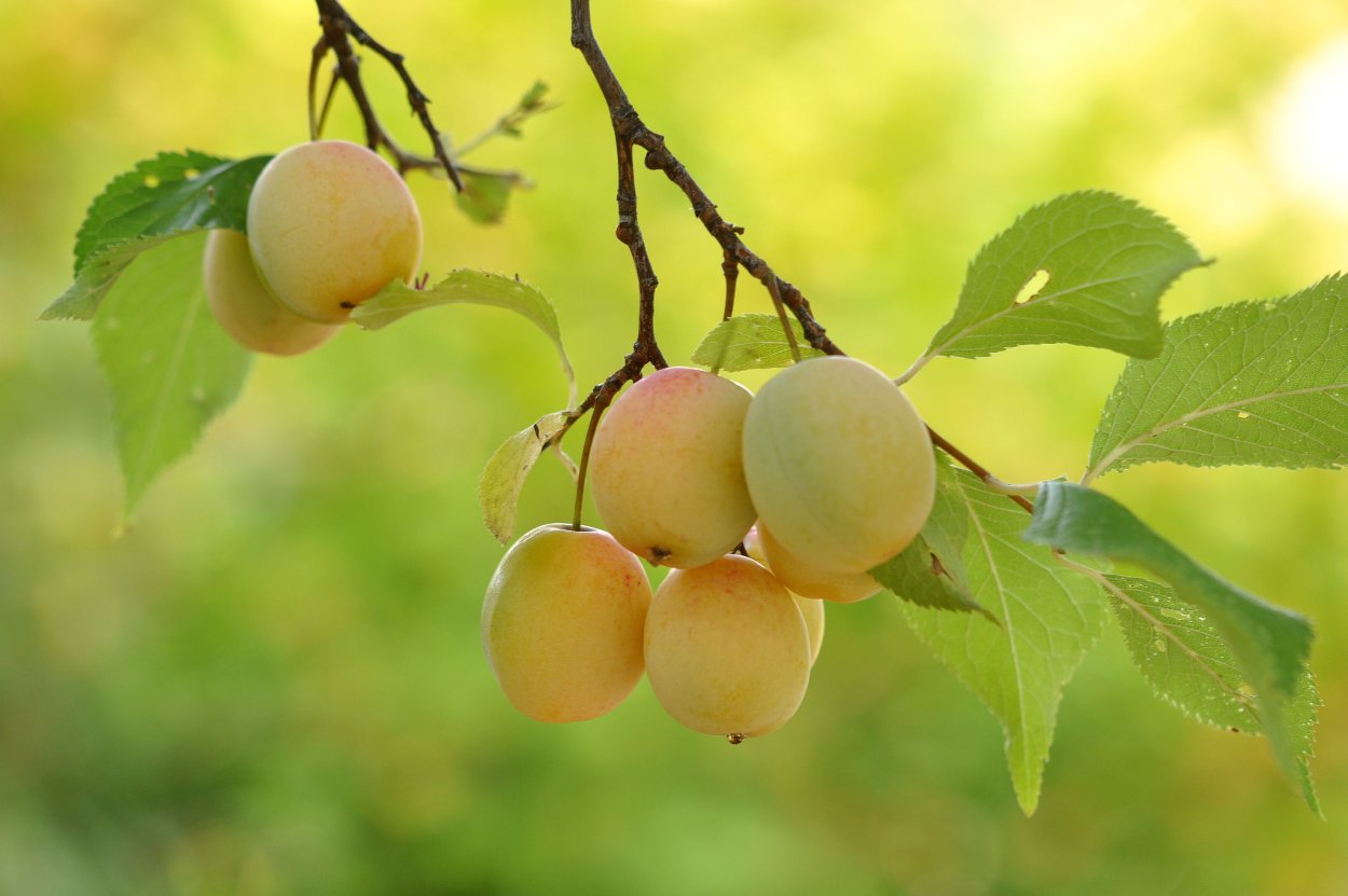 Malus - яблоня, плоды/ветки