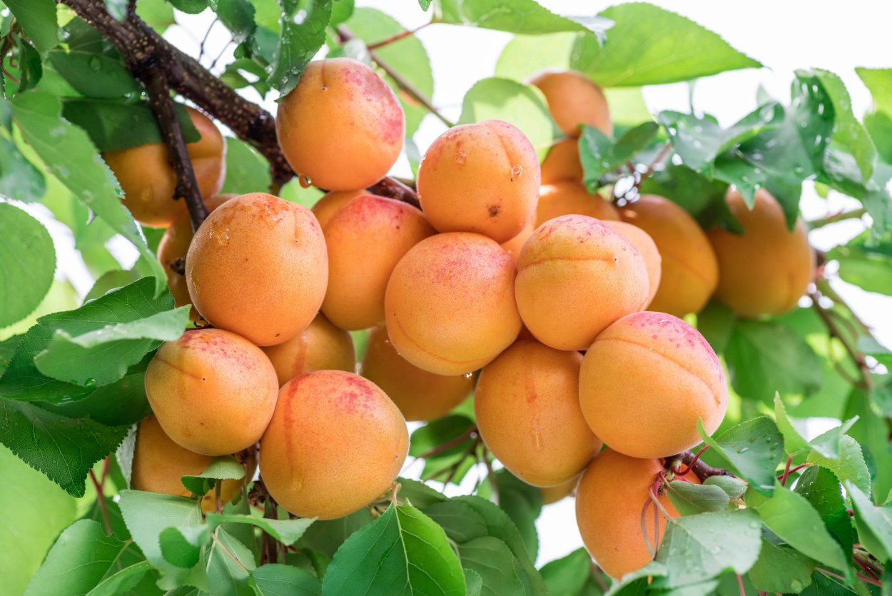 Абрикосы Tree ripe