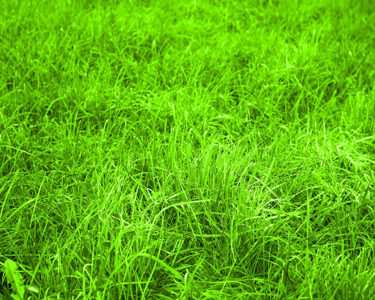 Газон Schatten gras
