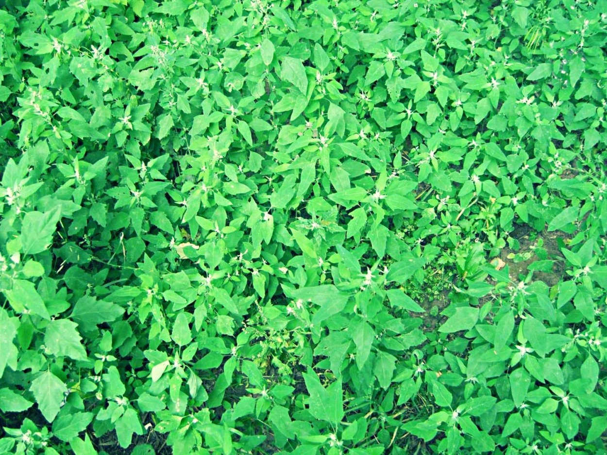 Амарант запрокинутый (Amaranthus retroflexus l.)