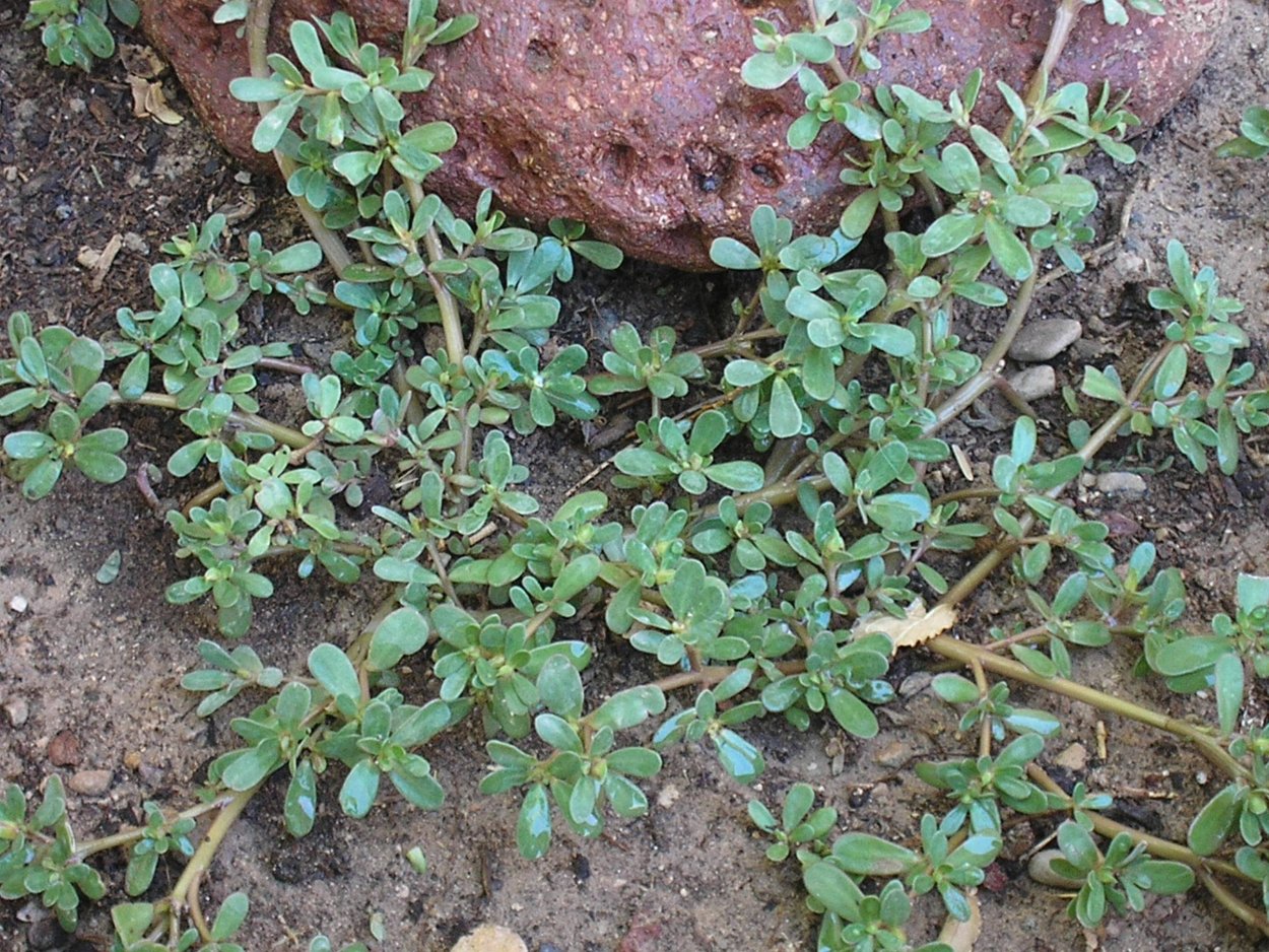 Digitaria sanguinalis